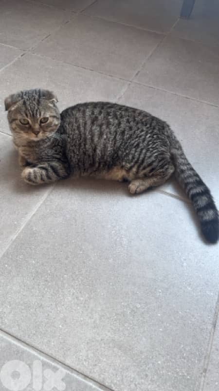 قطط للبيع 12