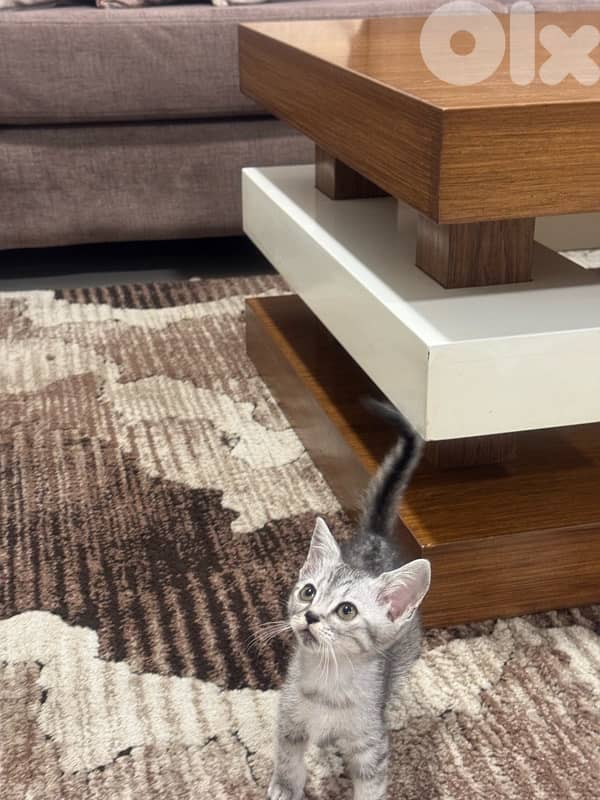 قطط للبيع 15