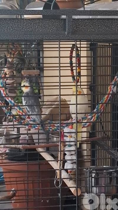 2 cockateils for sale