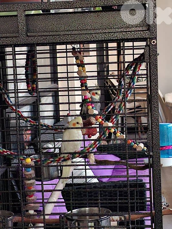 2 cockateils for sale 1