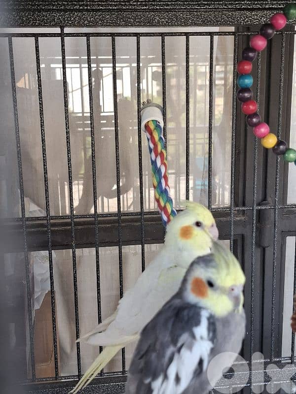 2 cockateils for sale 2