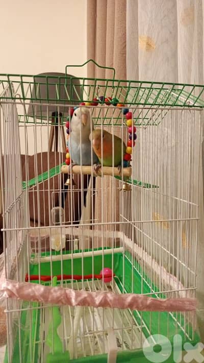 ٢ روز العمر ٣ اشهر مع القفص