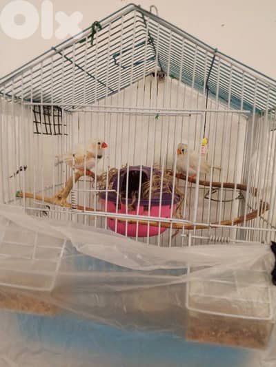 طيور جنه شغالين 100% صحه دهب