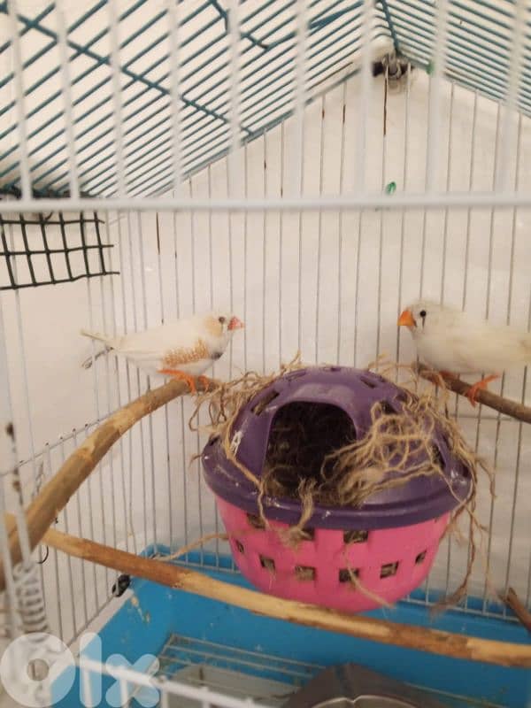 جوز روز مع قفص 35$ جوز طيور الجنه مع قفص 10$ 1