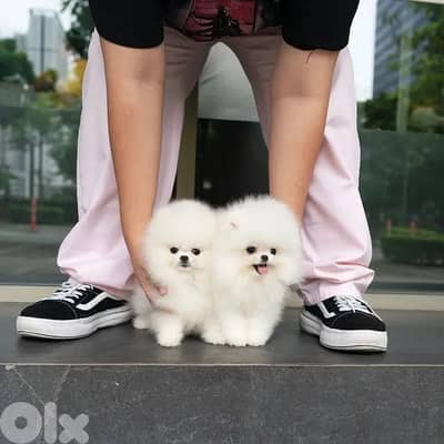 Adorable Pomeranian puppies For Adoption