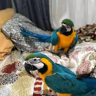 Blue and Gold Macaw Parrots For Adoption