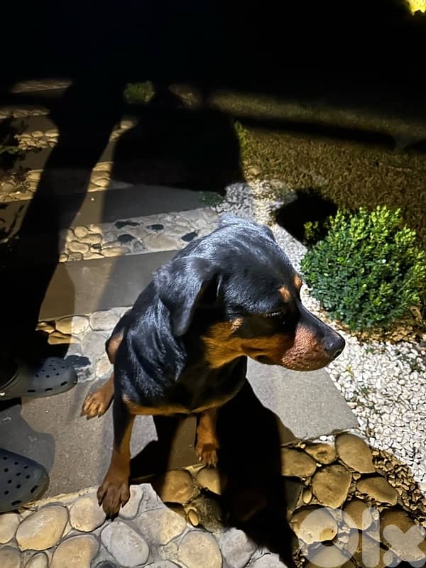 rottweiler 1