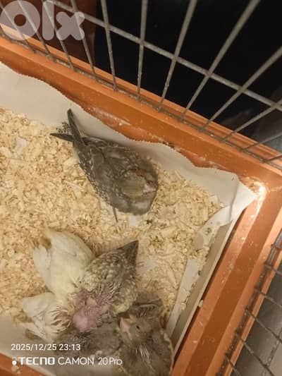 فراخ كروان تزقيم بسعر  مغري سوبر صحة