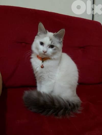 لبنان لجنوب