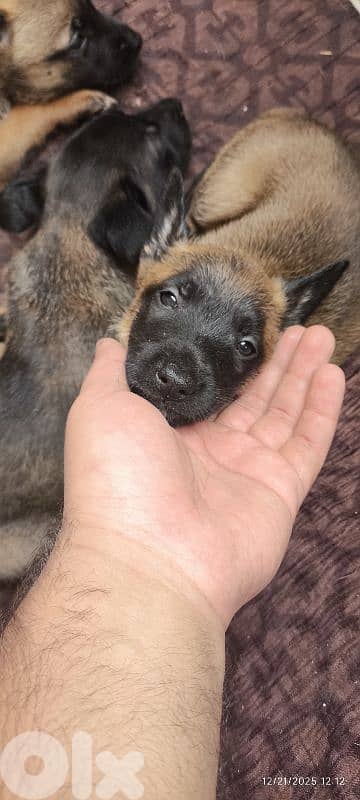 malinois for sale