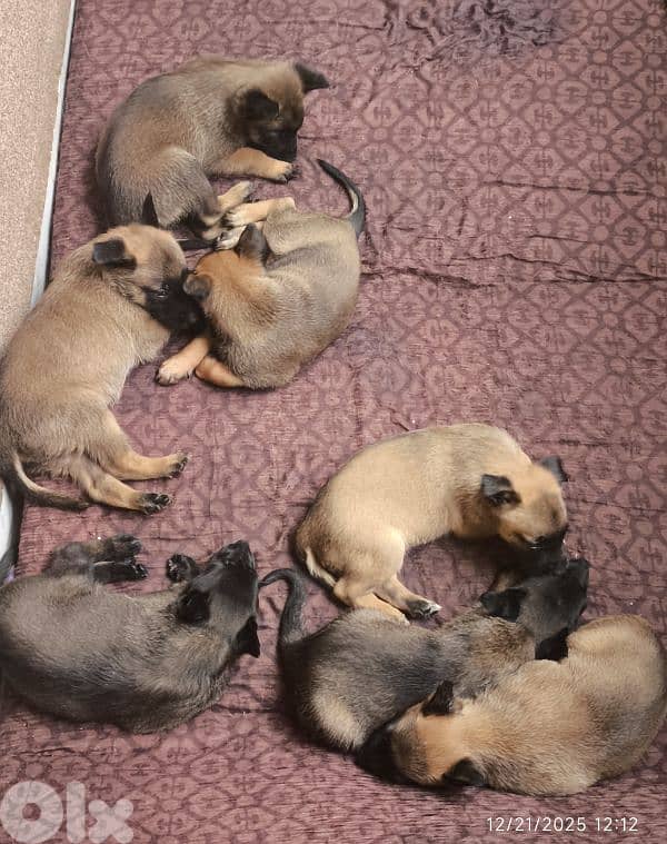 malinois for sale 1