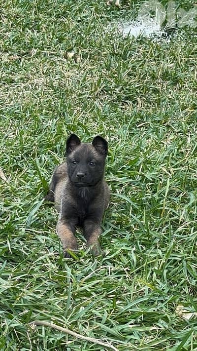 malinois puppies pure breed