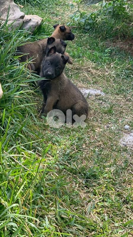 malinois puppies pure breed 1