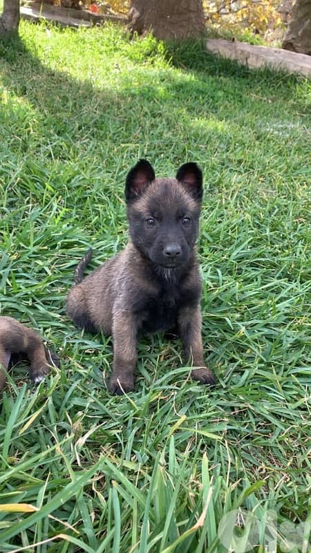 malinois puppies pure breed 2