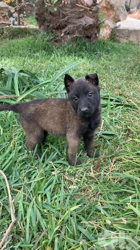 malinois puppies pure breed 3