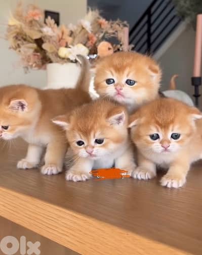 scottish gold 70485808