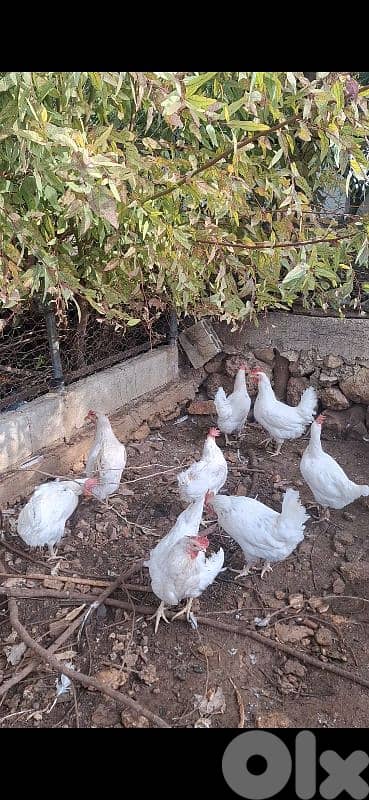 دجاج للبيع