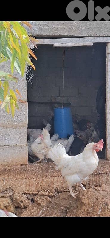 دجاج للبيع 1