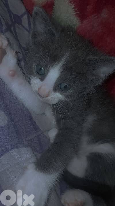 قط للبيع بسعر مغري