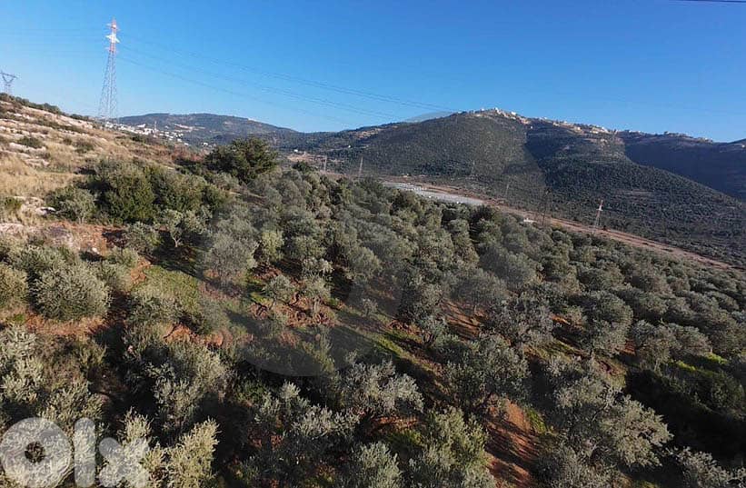 fully planted with mature olive trees, zgharta, rashiin REF#YN129611 1