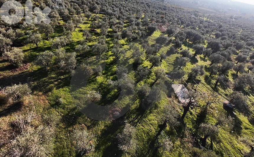 fully planted with mature olive trees, zgharta, rashiin REF#YN129611 2