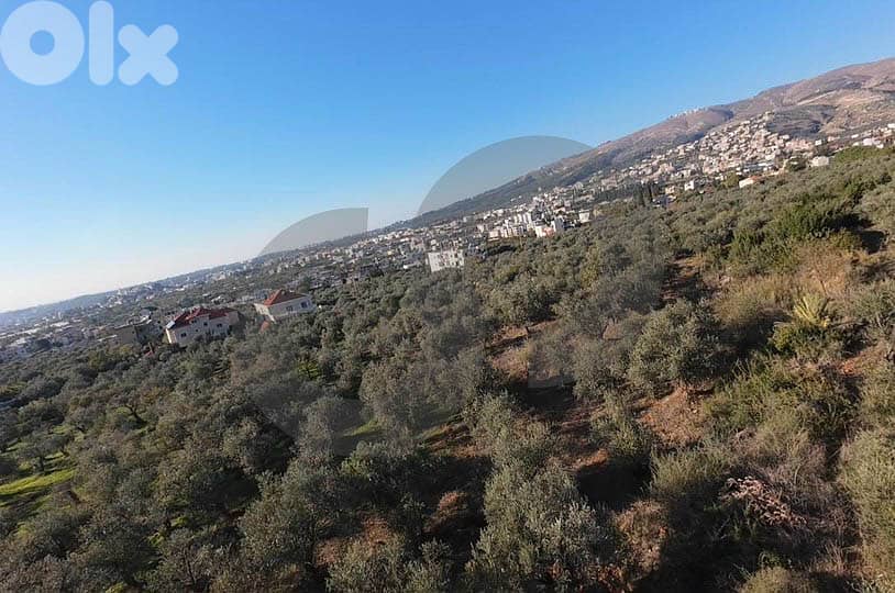 fully planted with mature olive trees, zgharta, rashiin REF#YN129611 3