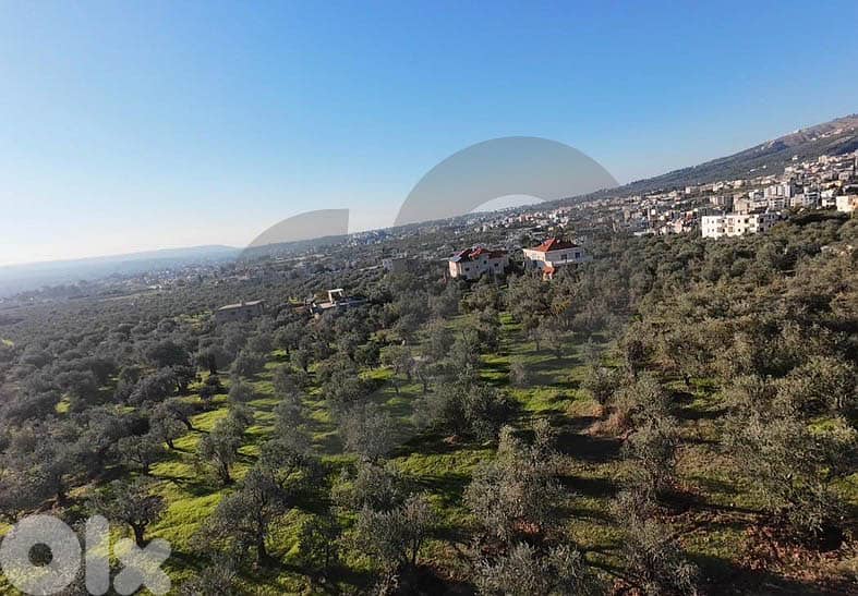fully planted with mature olive trees, zgharta, rashiin REF#YN129611 4