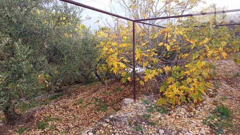 lands for sale in Sourat أرض للبيع في صورات 3