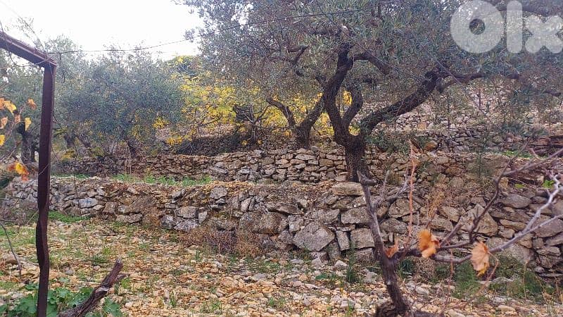 lands for sale in Sourat أرض للبيع في صورات 8