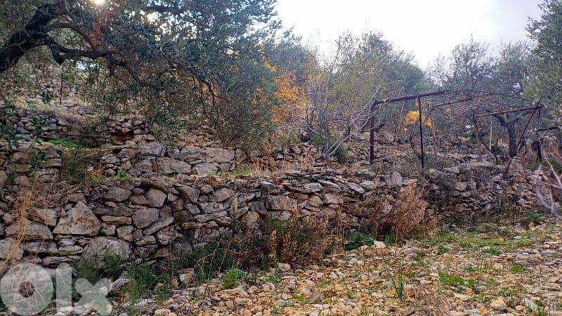 lands for sale in Sourat أرض للبيع في صورات 9