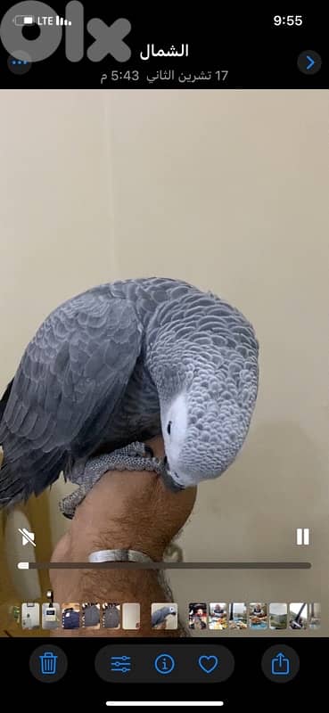 ببغاء افريقي كاسكو حكوجي