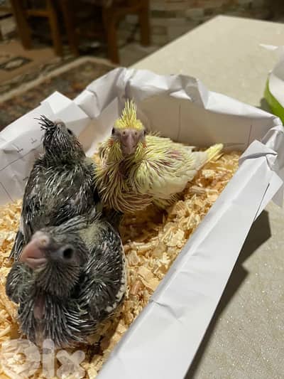 110$ قابل للتفاوض كروان