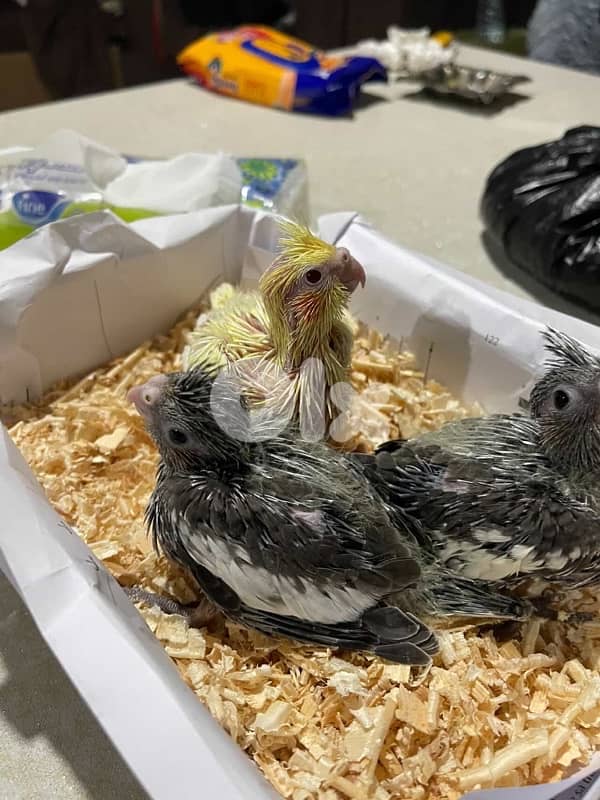 للتواصل ‪+961 3 508 683‬ 110$ قابل للتفاوض كروان 1