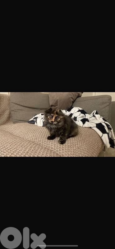 scottish/bangal kittens 1