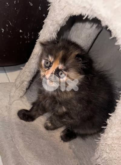 scottish/bangal kittens