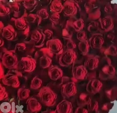 100 red roses