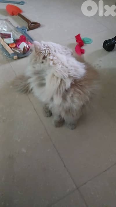 2 beautiful lovely Persian cats lon hair for adoption