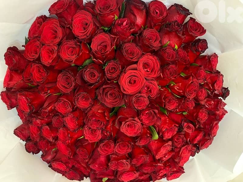 100 red roses 1