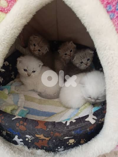 4 Scottish fold & 1 British