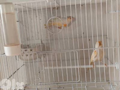 كنارات. نورتش. اغات. غلستر . بلدي و موزيك . مناديق