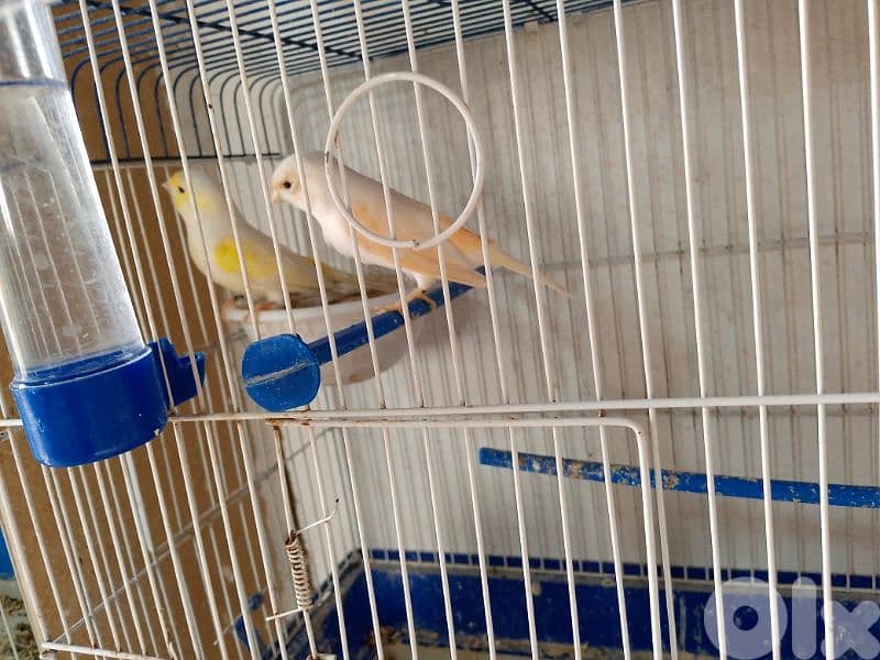 كنارات. نورتش. اغات. غلستر . بلدي و موزيك . مناديق 1