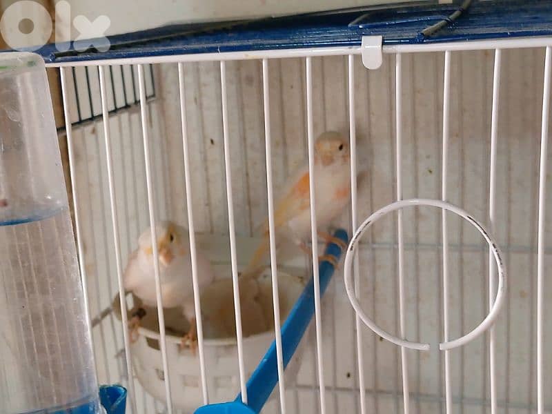 كنارات. نورتش. اغات. غلستر . بلدي و موزيك . مناديق 2