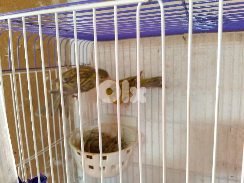 كنارات. نورتش. اغات. غلستر . بلدي و موزيك . مناديق 3