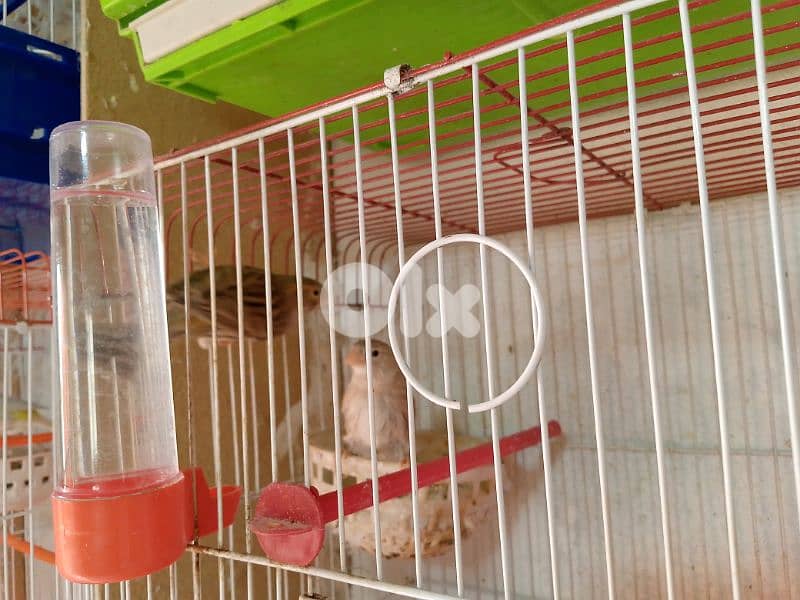 كنارات. نورتش. اغات. غلستر . بلدي و موزيك . مناديق 4