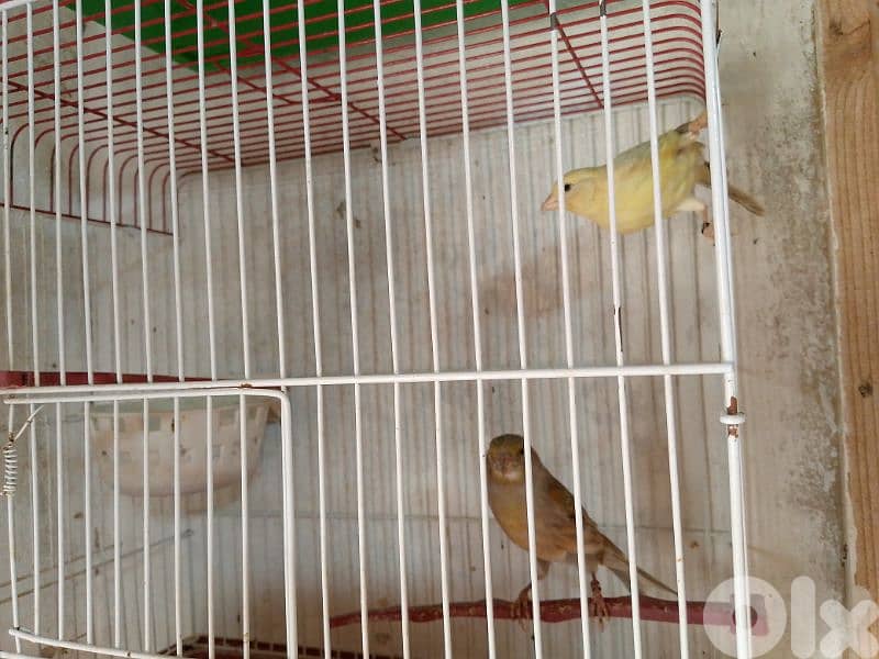 كنارات. نورتش. اغات. غلستر . بلدي و موزيك . مناديق 6