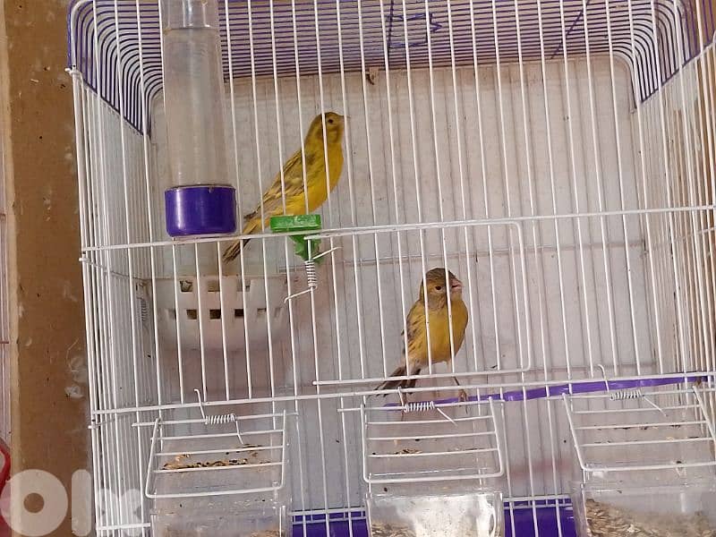 كنارات. نورتش. اغات. غلستر . بلدي و موزيك . مناديق 7