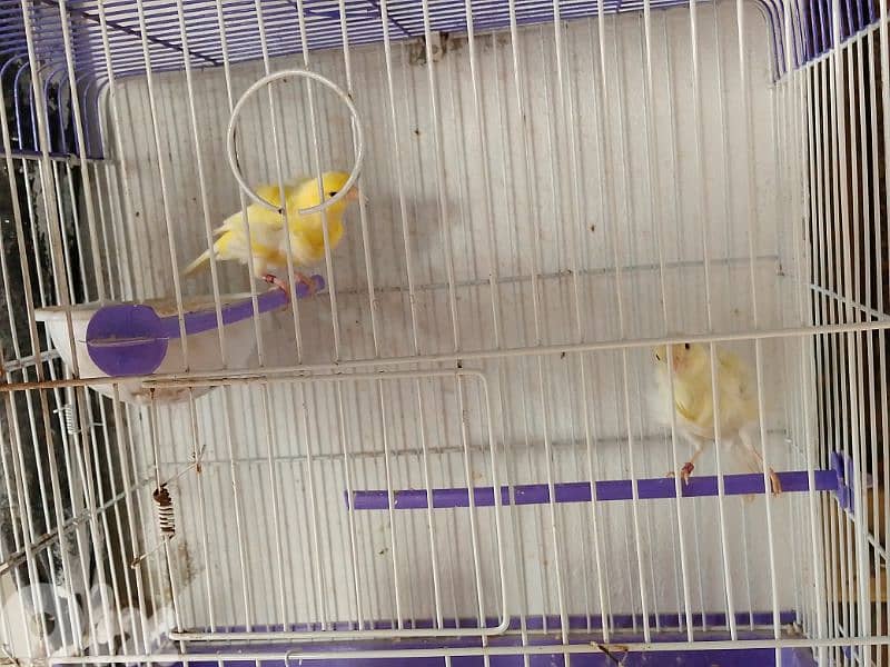 كنارات. نورتش. اغات. غلستر . بلدي و موزيك . مناديق 8