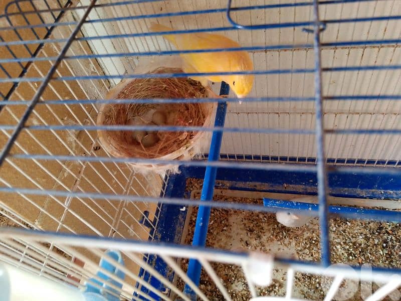 كنارات. نورتش. اغات. غلستر . بلدي و موزيك . مناديق 9