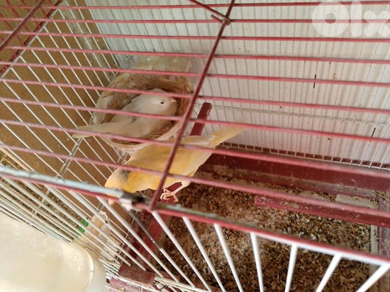 كنارات. نورتش. اغات. غلستر . بلدي و موزيك . مناديق 10