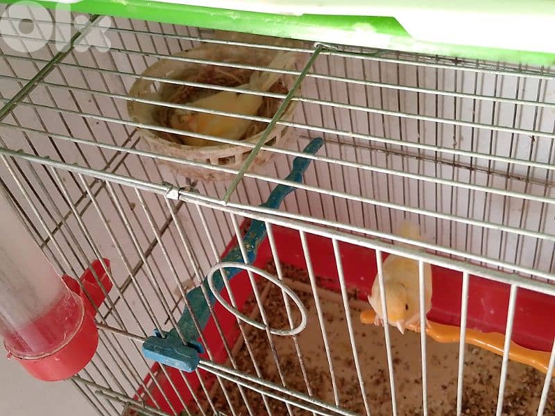 كنارات. نورتش. اغات. غلستر . بلدي و موزيك . مناديق 12